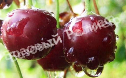 Вишня Гриот Белорусский
