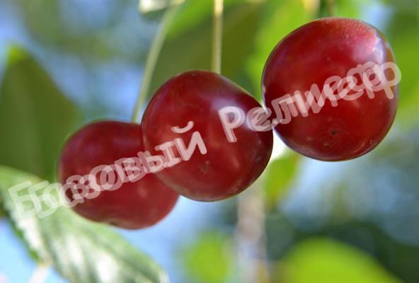 Вишня Гуртьевка