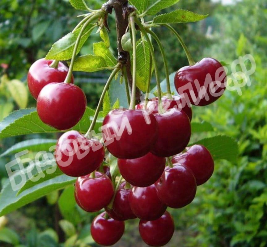 Вишня Лебедянская