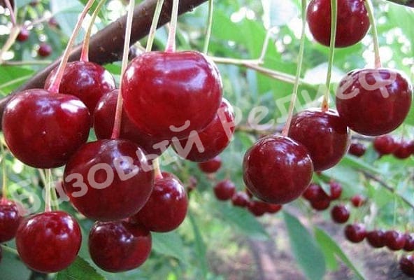 Вишня Вечерняя заря