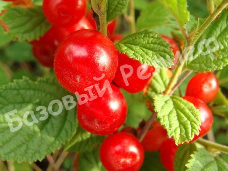 Вишня войлочная Царевна