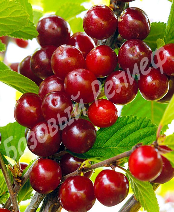 Вишня войлочная Царевна