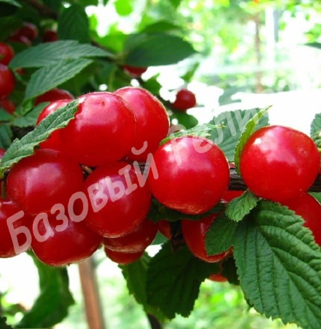 Вишня войлочная Детская