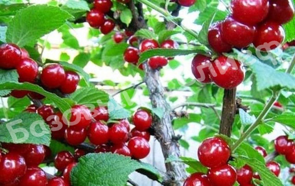 Вишня войлочная Детская