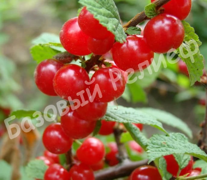 Вишня войлочная Красавица