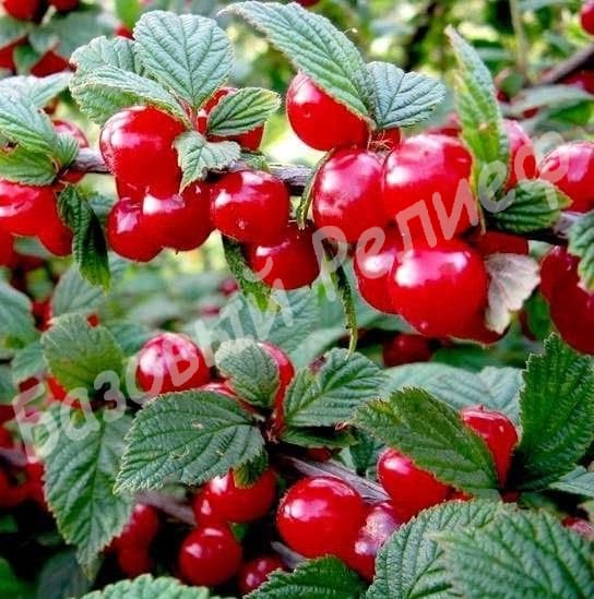 Вишня войлочная Огонек