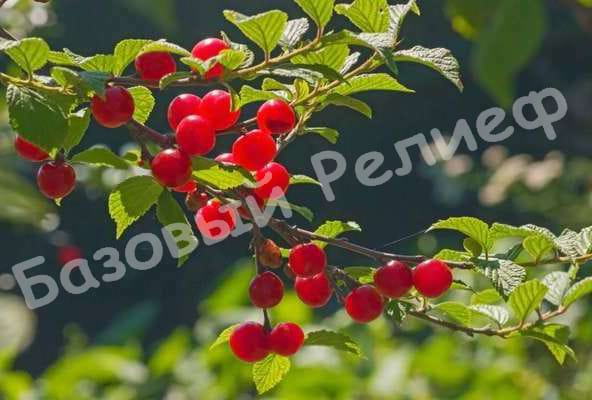 Вишня войлочная Огонек