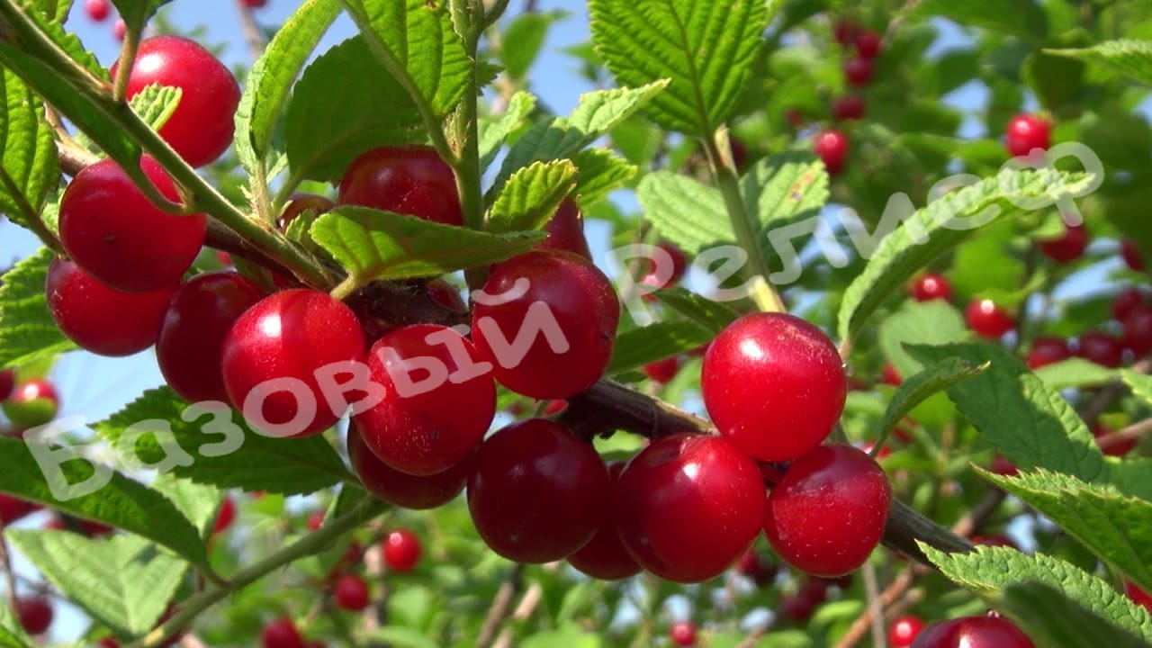 Вишня войлочная Океанская вировская