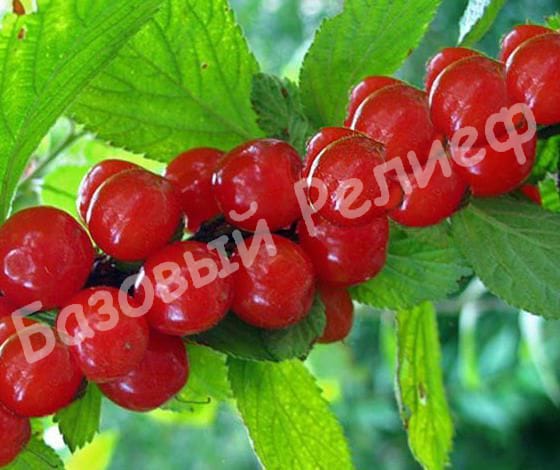 Вишня войлочная Томентоза