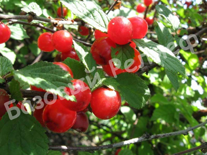 Вишня войлочная Урожайная