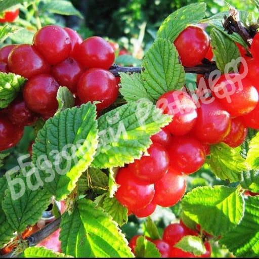 Вишня войлочная Юбилейная