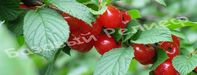 Вишня войлочная Юбилейная
