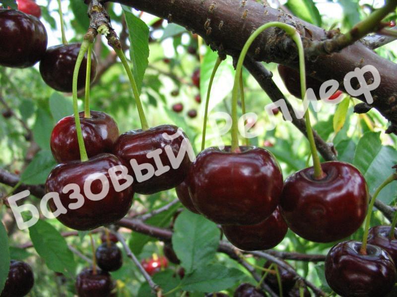 Вишня Загорьевская