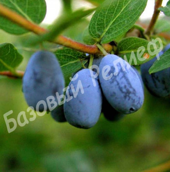 Жимолость Десертная