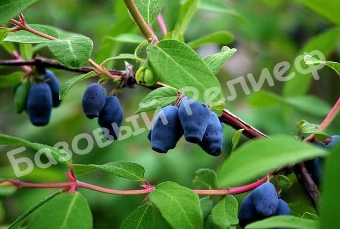 Жимолость Изюминка