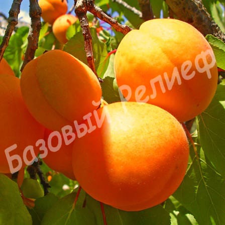 Абрикос Альбинова