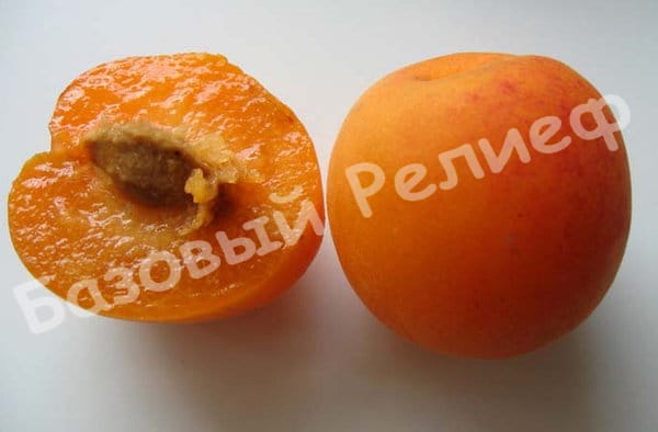 Абрикос Априум