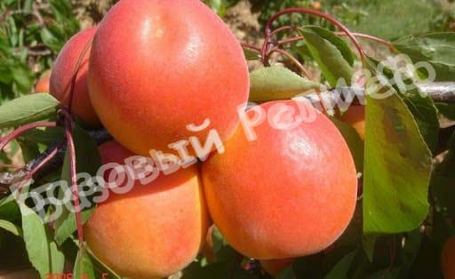 Абрикос Банзай