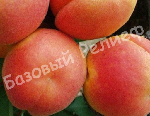 Абрикос Банзай