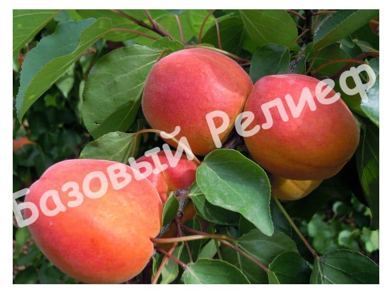 Абрикос Белла Димола
