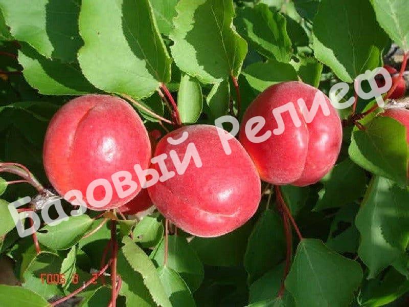 Абрикос Биг Ред
