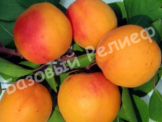 Абрикос Букурия