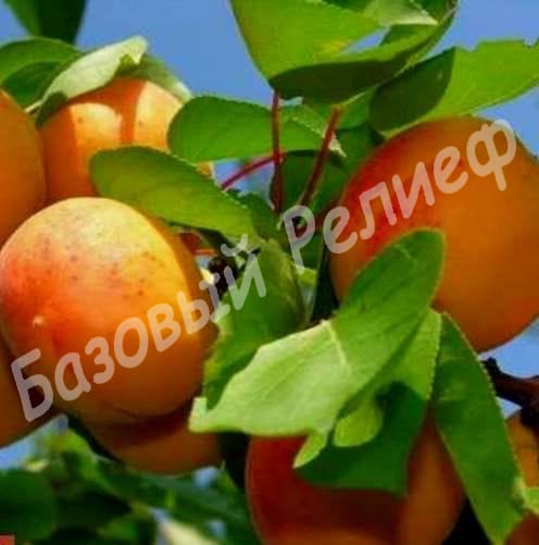 Абрикос Буревестник