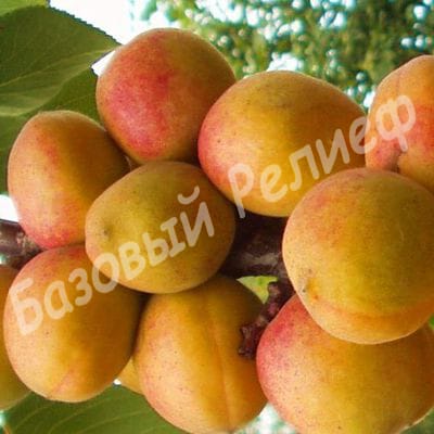 Абрикос Чемпион севера