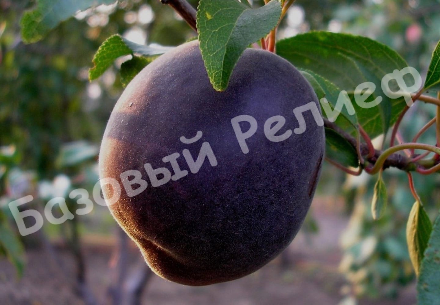 Абрикос Черный бархат