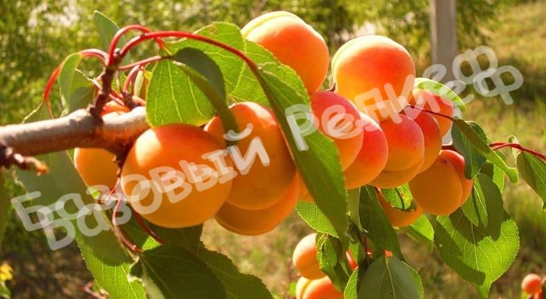 Абрикос Дионис