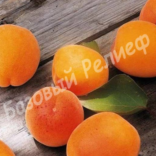Абрикос Джумбо кот