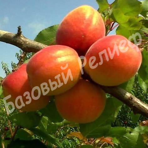 Абрикос Джумбо Тардив