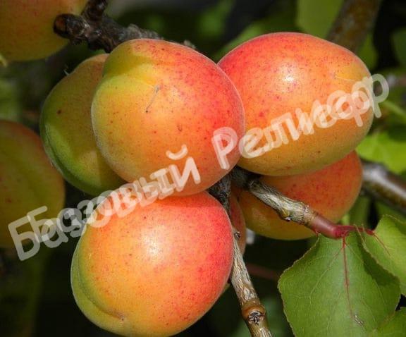 Абрикос Искра