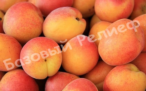 Абрикос Искра