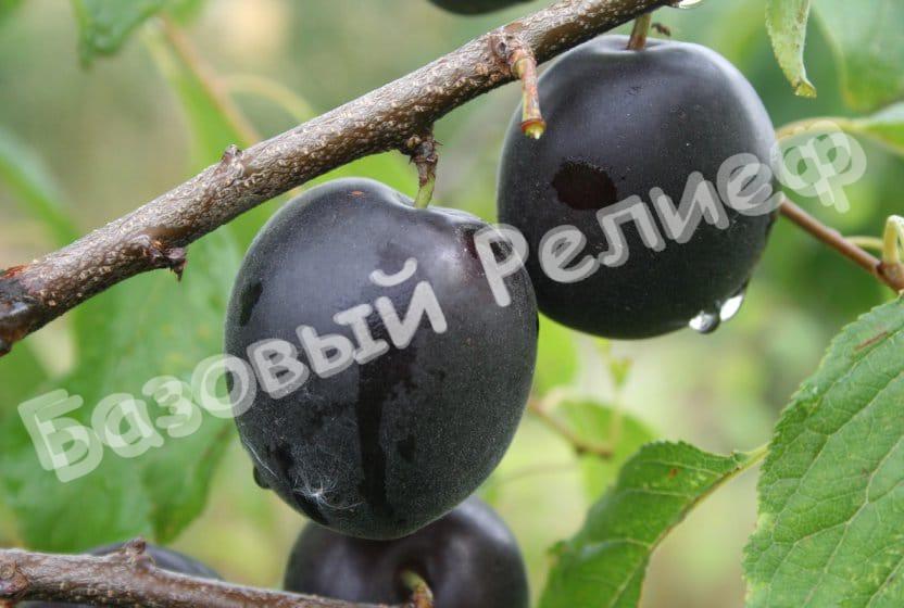 Абрикос Кубанский Чёрный