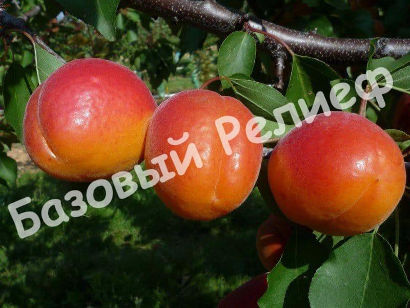 Абрикос Кулгат