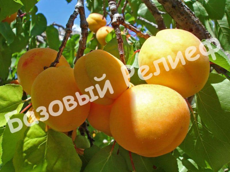 Абрикос Кумир