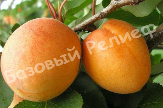 Абрикос Луиза Бланк