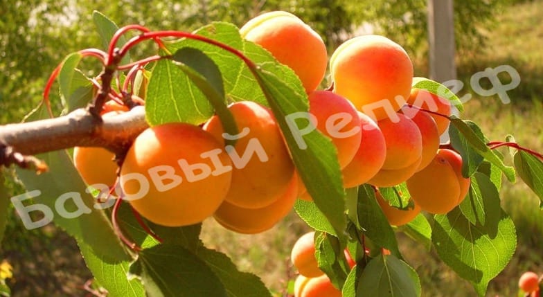 Абрикос Луиза Бланк