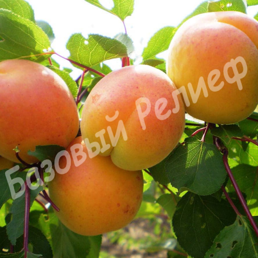 Абрикос Любава