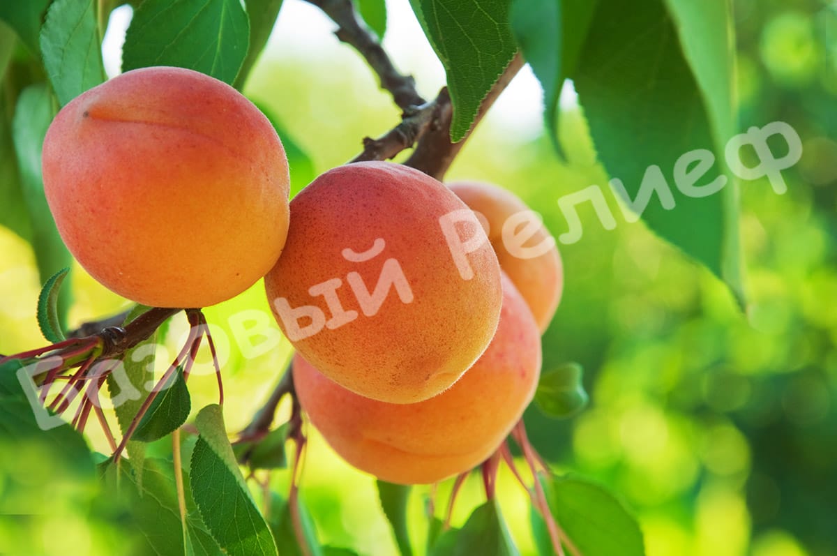 Абрикос Лютежский