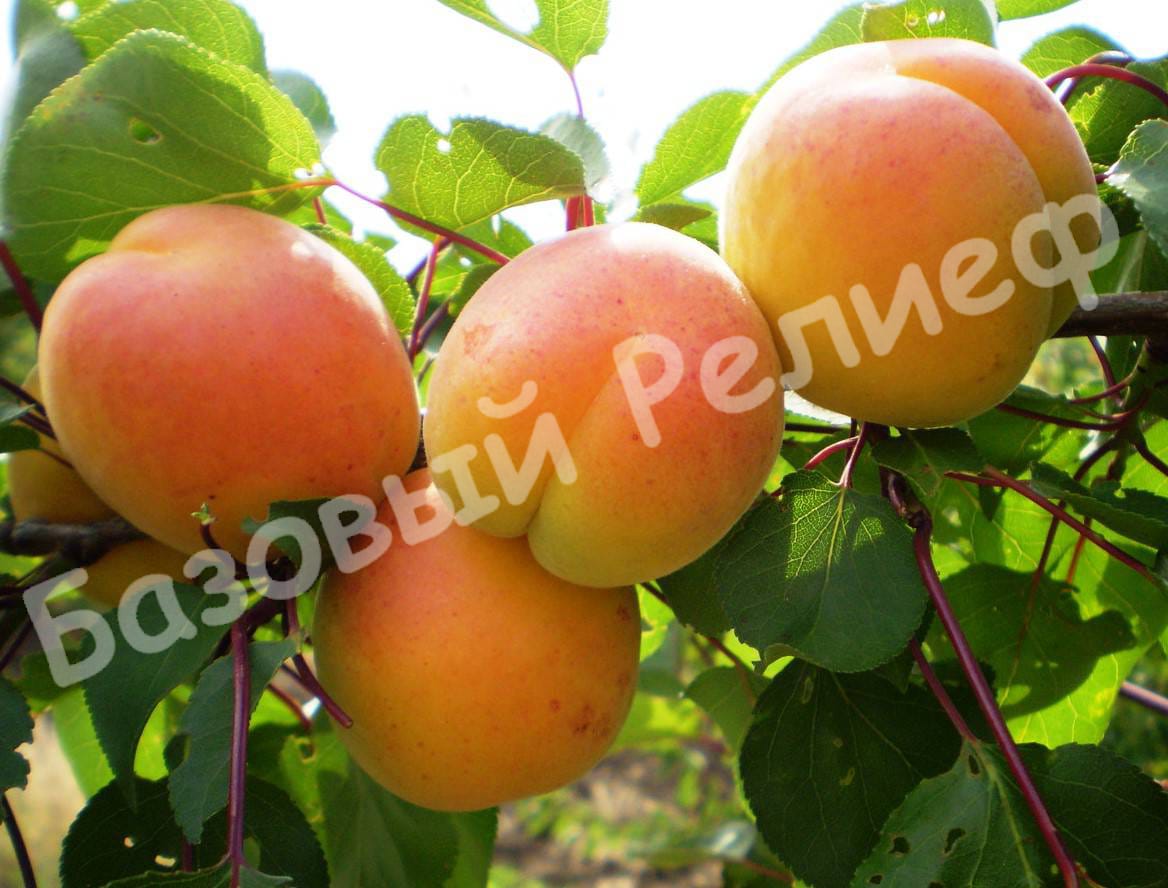 Абрикос Лютежский
