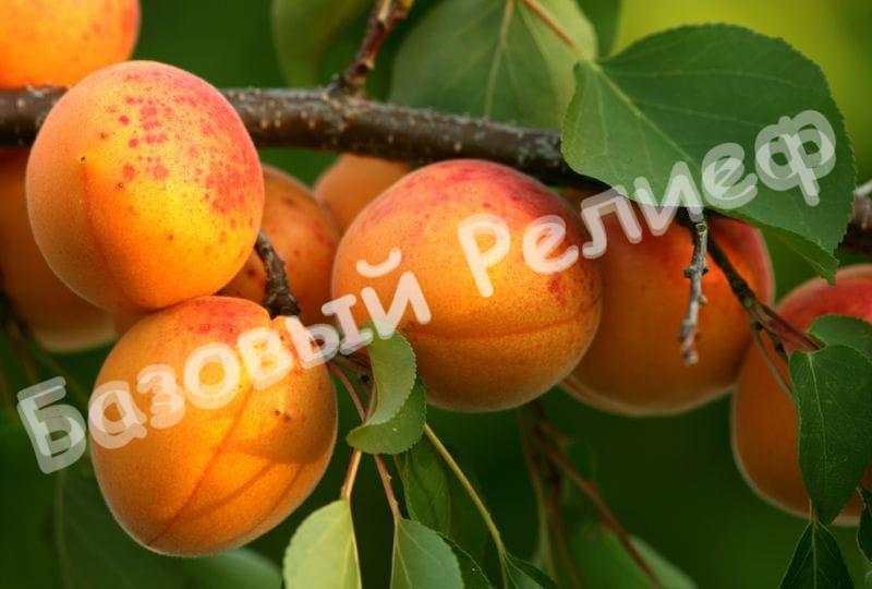 Абрикос Лютежский
