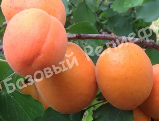 Абрикос Медиабель
