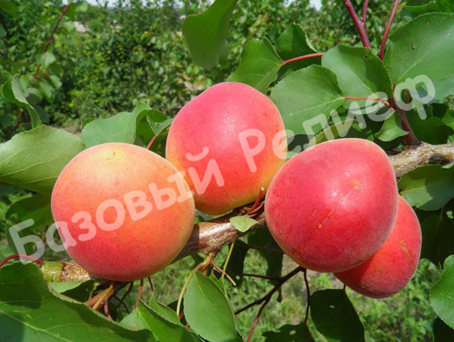Абрикос Медиабель