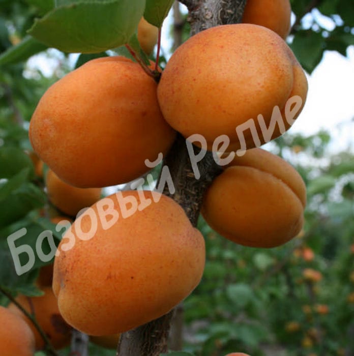 Абрикос Наслаждение
