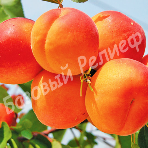 Абрикос Оранж ред