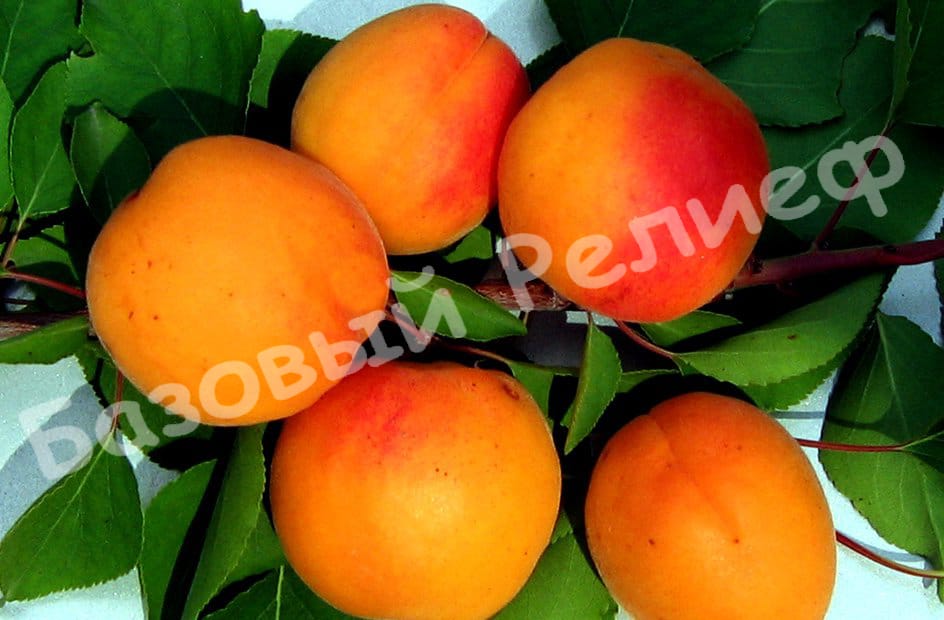 Абрикос Орфей