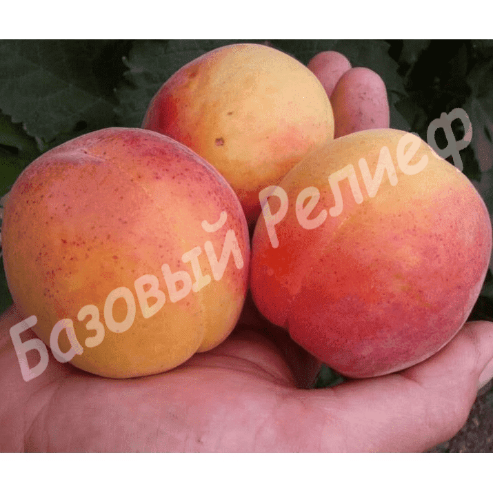 Абрикос Пайве