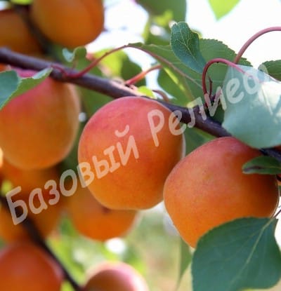Абрикос Память Лойко
